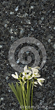 Snowdrop flowers on emerald pearl granite worktop Stock Photo