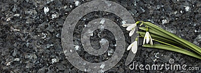 Snowdrop flowers on emerald pearl granite worktop Stock Photo