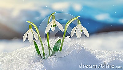 Snowdrop flowers growing in snowdrift in early spring. Beautiful springtime nature background Stock Photo