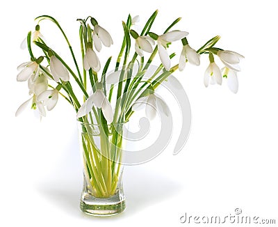 Snowdrop flowers nosegay isolated on white Stock Photo