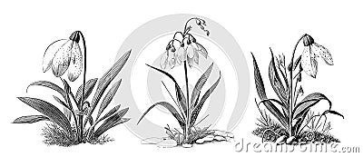 Snowdrop flowers set hand drawn sketch Wild flowers Vector Illustration