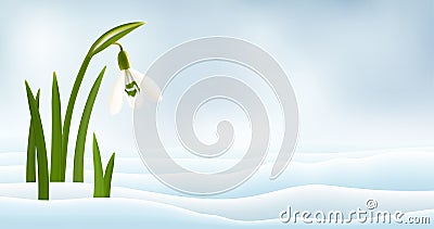 Snowdrop flowers in the snow realistic vector Vector Illustration