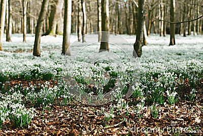 Snowdrop flowers in winter forest perfect for postcard Stock Photo