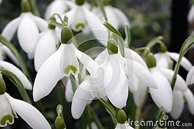 Snowdrop (Galanthus Nivalis) Stock Photo