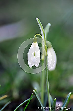 Snowdrop. Galanthus nivalis. Snowdrop spring flower. First flower in the end of winter and the beginning of spring. Stock Photo
