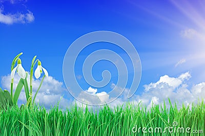 Snowdrop, Green Grass and Blue Sky Stock Photo