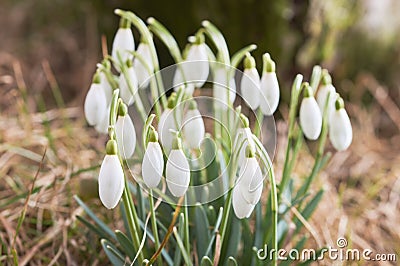 Snowdrop green grass Stock Photo