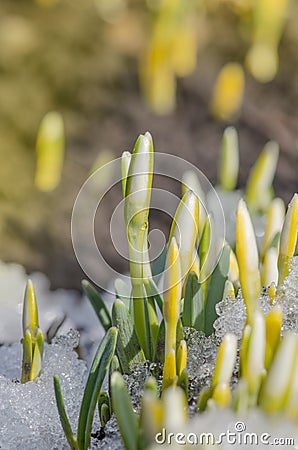 Snowdrop green sprout with ice and snow Stock Photo