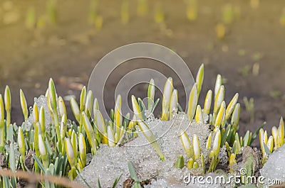Snowdrop green sprout with ice and snow Stock Photo