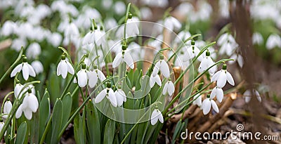 The snowdrop, the harbinger of spring. Stock Photo