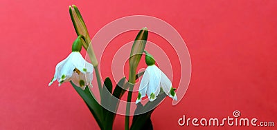 The snowdrop, the harbinger of spring. Stock Photo