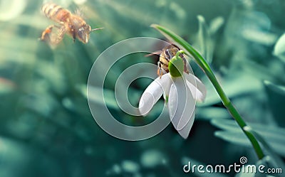 Big honey bee collecting pollen from white snowdrop flower in spring Stock Photo