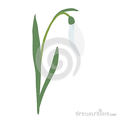 Snowdrop spring flower with leaning bud, isolated on white background, vector Vector Illustration