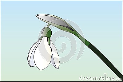 Snowdrop vector illustration on light background Vector Illustration