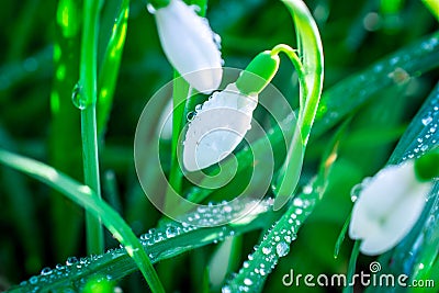 Snowdrop. White flowers on field early spring flowers. Galanthus nivalis Stock Photo