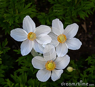 Snowdrop Windflower Anemone sylvestris close_up of flowers. Baden Baden, Baden Wuerttemberg, Germany Stock Photo