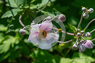 Snowdrop Windflower anemone tomentosa close_up of flowers. Stock Photo