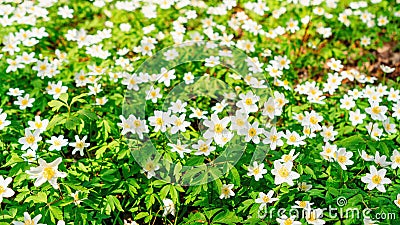 Snowdrop windflower meadow on sunny day close up photo. Spring flower background. Anemone or spring snowflake flowers in a forest Stock Photo