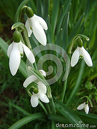 Snowdrops from above Stock Photo