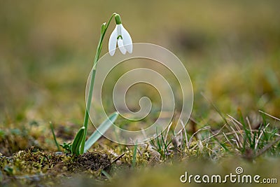 Snowdrops as a first spring flowers Stock Photo