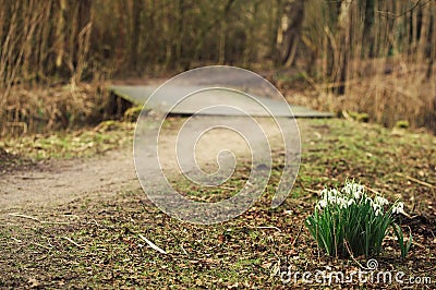 Snowdrops on the bridge pathway Stock Photo