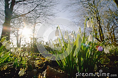 Snowdrops catching the winter sun. Stock Photo