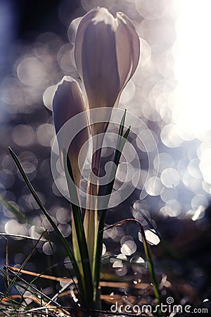 Snowdrops crocus Stock Photo