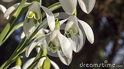 Snowdrops crocus fresh flower. Spring background Stock Photo