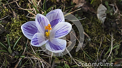 Snowdrops crocus fresh flower. Spring background Stock Photo