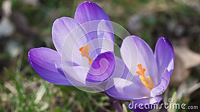 Snowdrops crocus fresh flower. Spring background Stock Photo