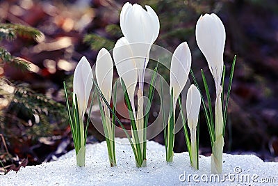 Snowdrops crocus Stock Photo