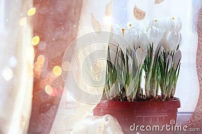 Snowdrops crocus Stock Photo