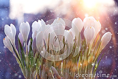 Snowdrops crocus Stock Photo