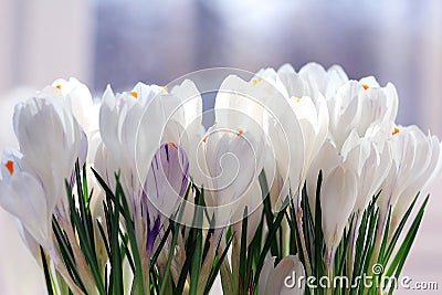 Snowdrops crocus Stock Photo