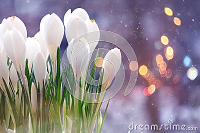 Snowdrops crocus Stock Photo