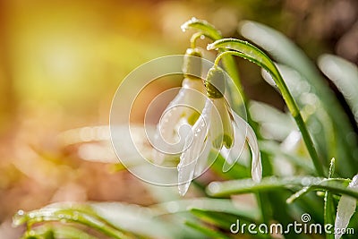 Snowdrops in the depths of the forest in the morning rais and damp. Stock Photo