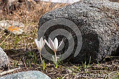 snowdrops in early spring in the mountains. flora. The awakening of nature after winter. two purple and white snowdrops Stock Photo