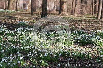 Snowdrops Stock Photo