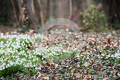 Snowdrops Stock Photo