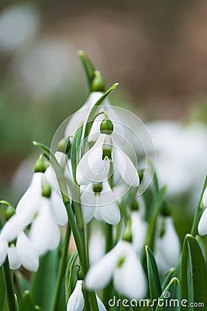 Snowdrops Stock Photo