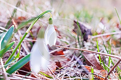 Galanthus nivalis - the snowdrop, spring white flower in the natural site Stock Photo