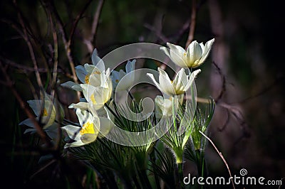 Snowdrops flowers of the forest in may, Russia Stock Photo