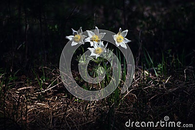 Snowdrops flowers of the forest in may, Russia Stock Photo