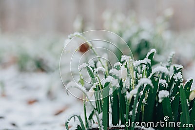 Snowdrops flowers in the spring forest.Forest flowers.Spring first white flowers in the forest under the snow.Beautiful Stock Photo