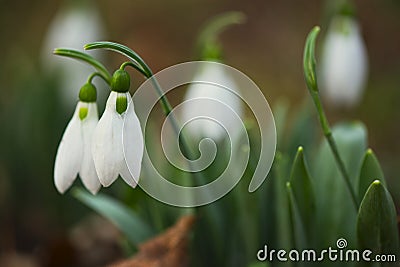 Snowdrops - Galanthus Stock Photo