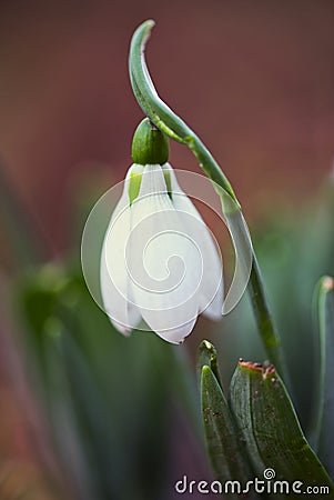 Snowdrops - Galanthus Stock Photo