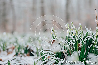 Snowdrops flowers unter falling snow in the spring forest.Forest first flowers.Spring first white flowers . background Stock Photo