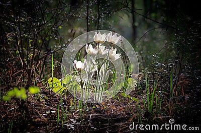 Snowdrops flowers of the forest in may, Russia Stock Photo