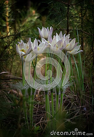 Snowdrops flowers of the forest in may, Russia Stock Photo