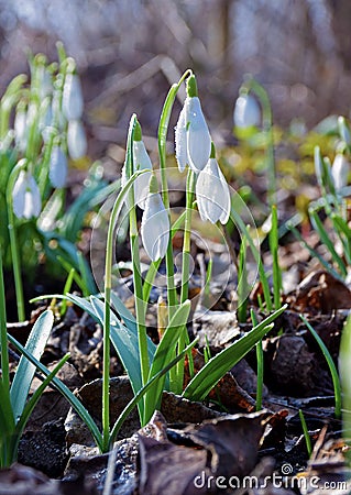 Snowdrops in the forest. Morning. Spring. Close-up. Stock Photo